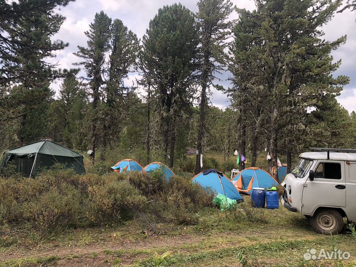 Сборщик кедровой шишки