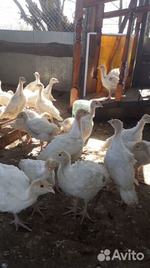 Индюшата подрощенные