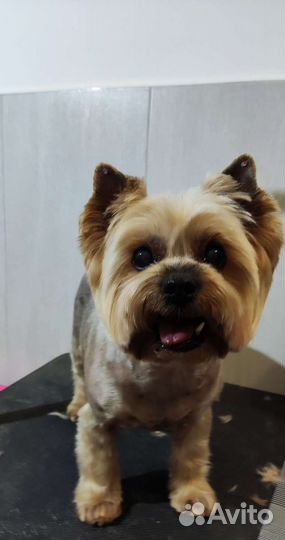 Стрижка собак породы Йоркширский терьер