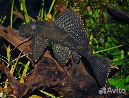 Сом парчовый подростки/крупные