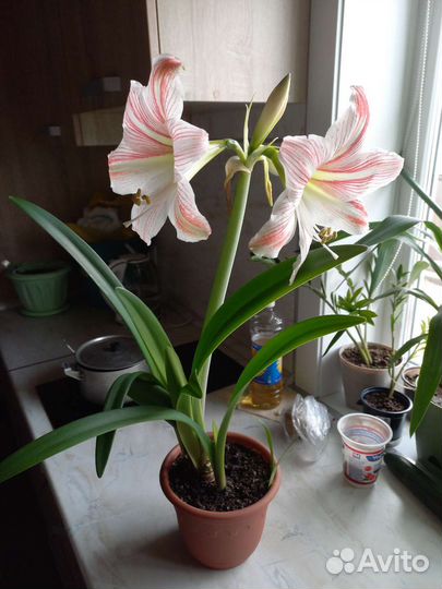 Гиппиаструм