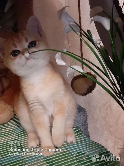 Золотые британские котята