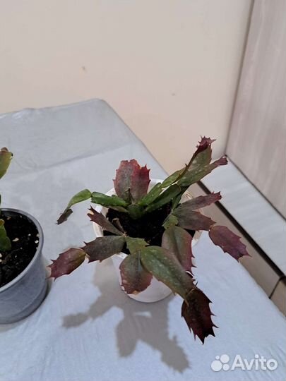 Цветы комнатные