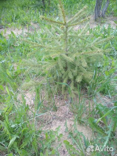 Ель обыкновенная