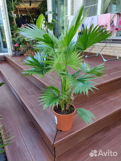 Пальма ливистона