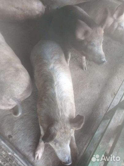 Свиньи на мясо