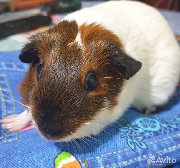 Морские свинки