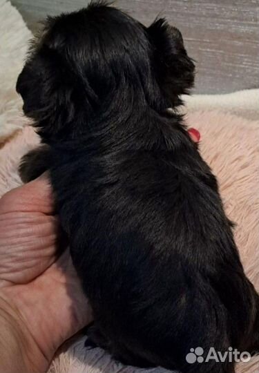 Щенки мини йорк