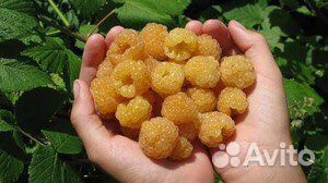 Малина, годжи, смородина, ежевика