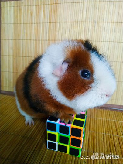 Морская свинка Американский Тедди. мальчик