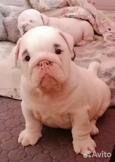 Белые щеночки