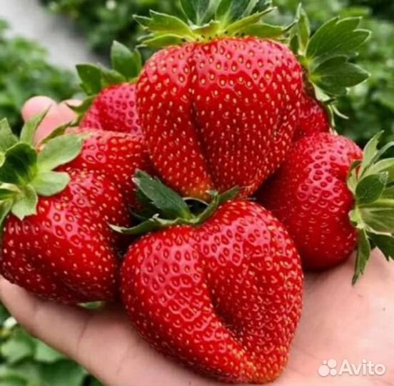 Клубника мармолада рассада