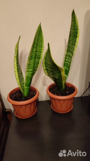 Сансевиерия лауренти