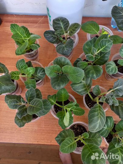 Глоксиния махровая