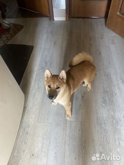 Щенки сиба ину