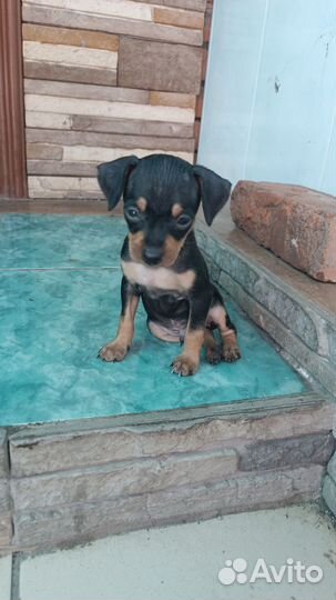 Щенки русский той-терьер