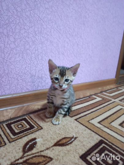 Бенгальские котята
