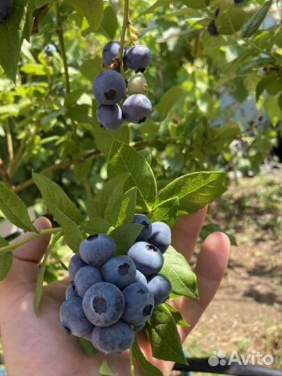 Голубика высокорослая садовая