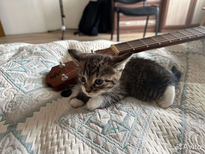 Очаровательные котейки в добрые руки