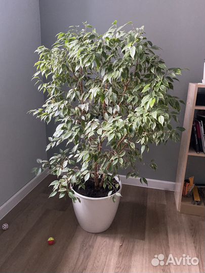 Фикус бенджамина