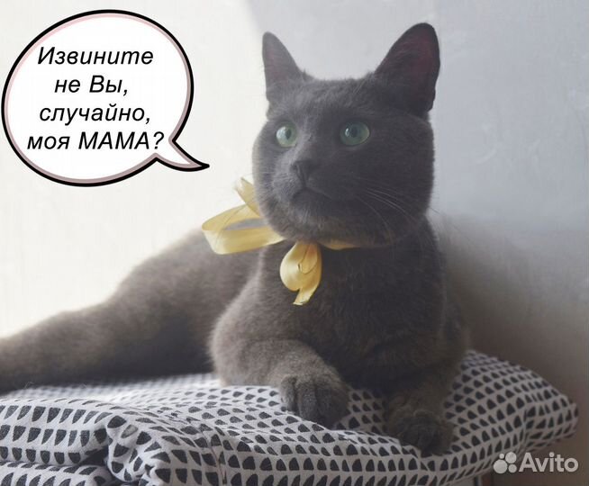 Пожалуйста, помогите коту