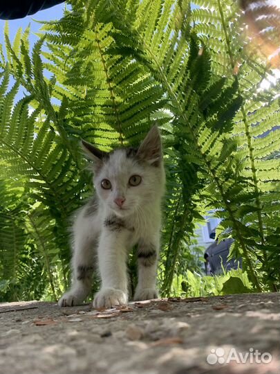 Котенок в дар