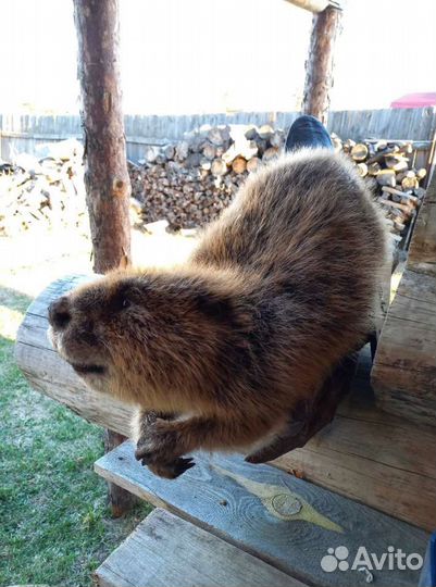 Таксидермия