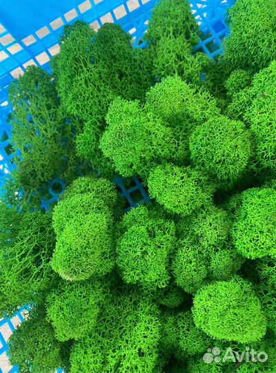 Стабилизированный мох