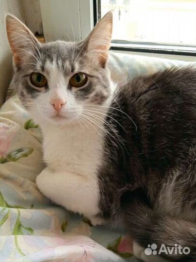 Кошечка с задумчивым взглядом