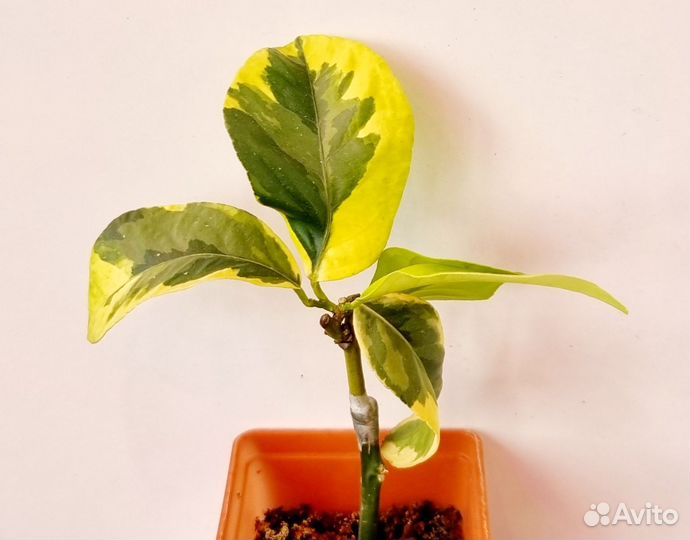 Лимон Гиала с желтой вариегатностью