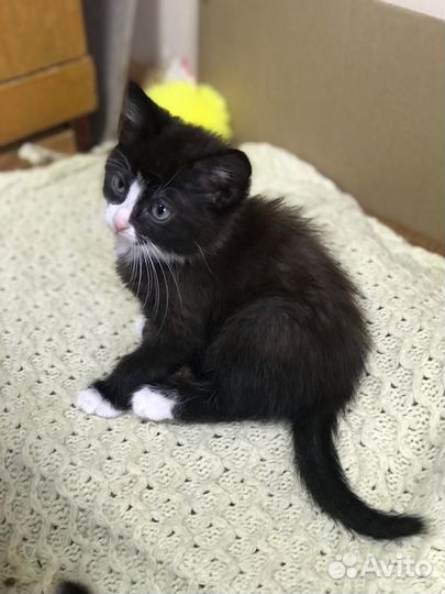 Котята в добрые руки бесплатно - Оршин монастырь