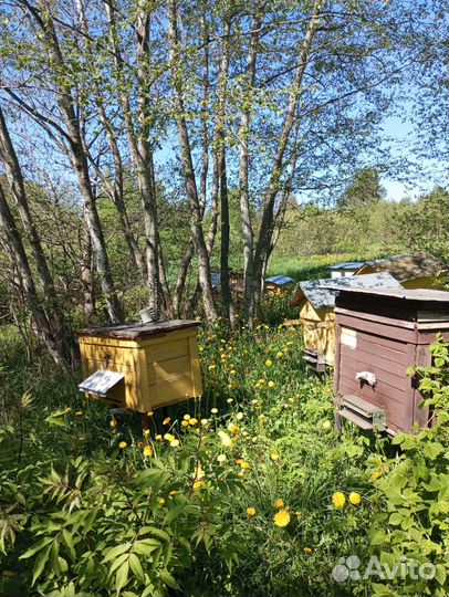 Ульи для пчел