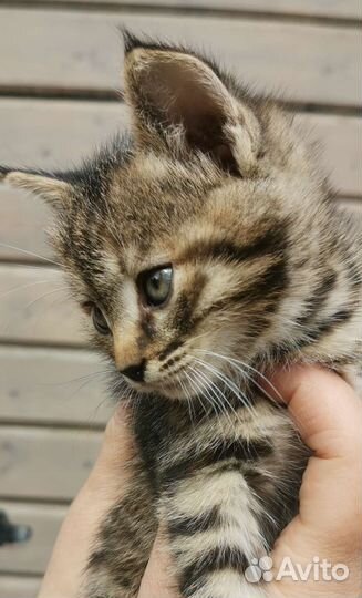 Кошки бесплатно