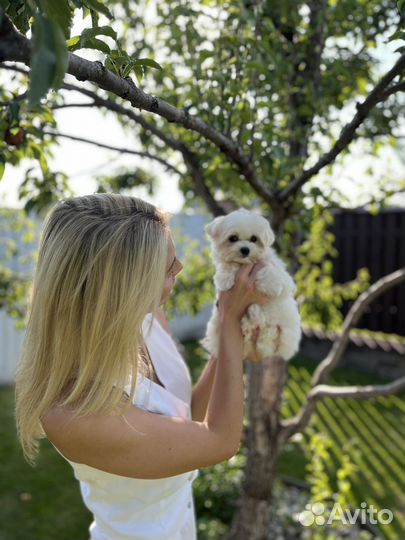 Мальтипу f1 mini