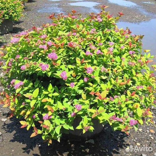 Спирея японская литл принцесс Высота от 25см