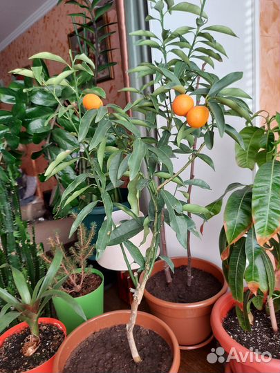 Цитрусовые растения Экзотика