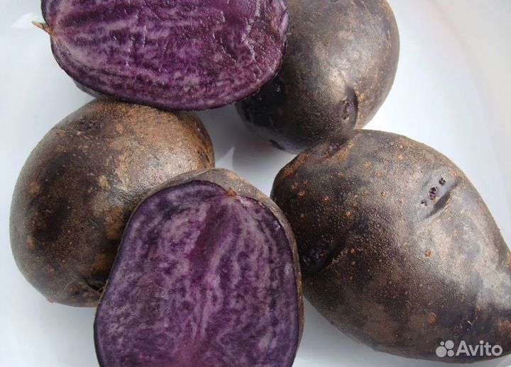 Картофель фиолетовый
