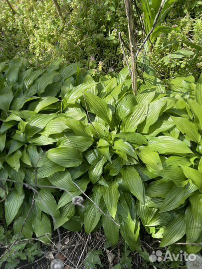 Хоста растение