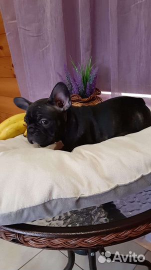 Французский бульдог щенки мини