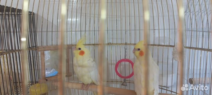 Попугай карелла птенцы