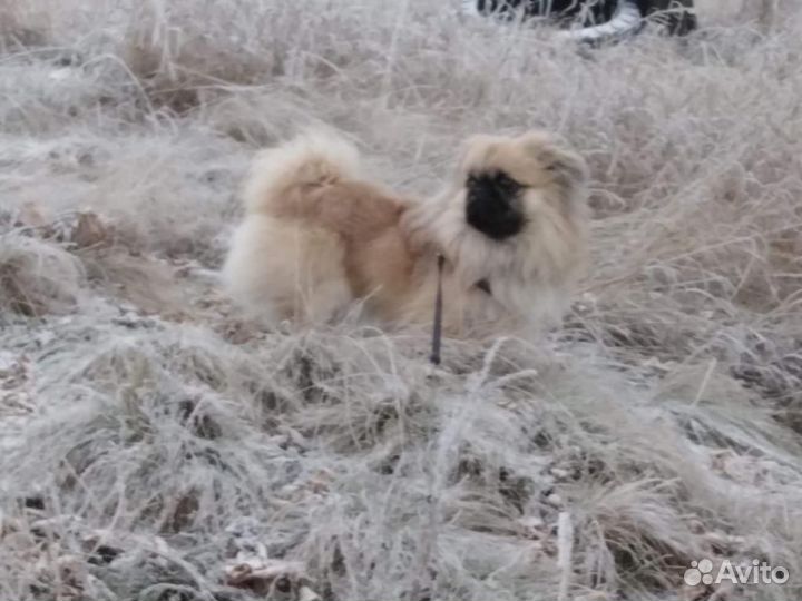 Пекинес в добрые руки