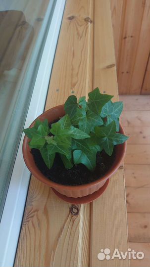 Комнатный плющ