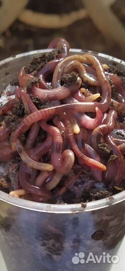 Черви Калифорнийские