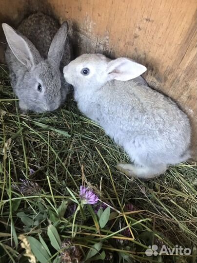 Кролики мясных пород