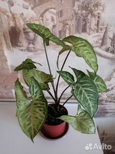 Сингониум батерфляй