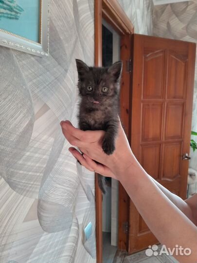 Отдам котёнка в добрые руки
