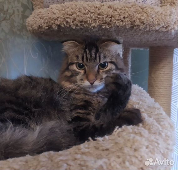 Котенок мальчик