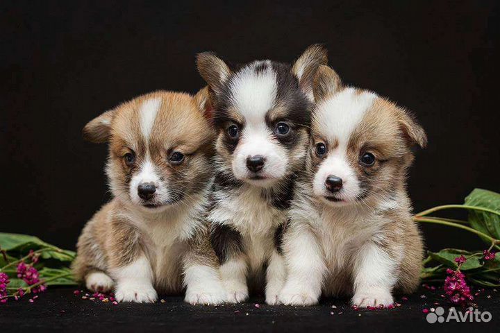 Вельш корги пемброк