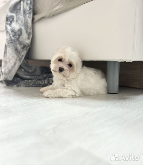 Белый йорк, девочка