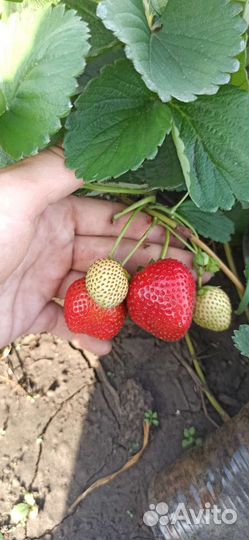 Рассада клубники поздняя Мальвина. Мицешиндлер